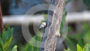 Snail on a mangrove stick at the Anne Kolb Nature Center