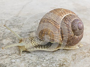 Snail in the marble tiles