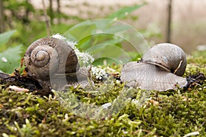 Snail meeting