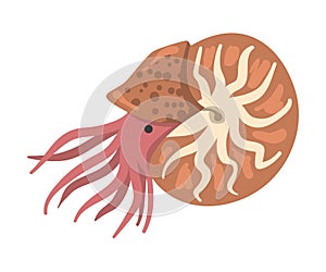 Snail Mollusc Underwater Sea Creature Cartoon Vector Illustration