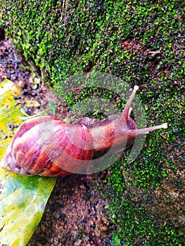 snail is a mollusk animal that runs slowly and secretes a lot of mucus