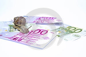 Snail on moneys