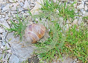 Snail in Montenegro, ÑƒÐ»Ð¸Ñ‚ÐºÐ°