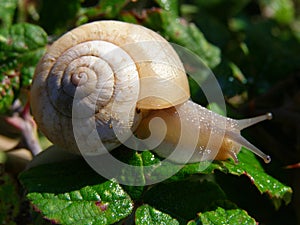 Snail in the morning detail