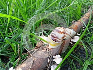 Snail in the morning which are still dewy