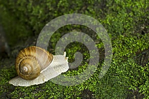 Snail on moss