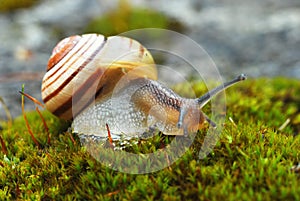Snail on moss, Cepaea III.