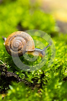 snail and moss leaf