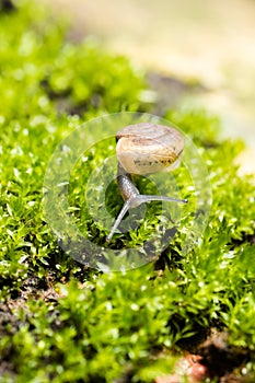 snail and moss leaf