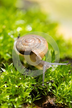 snail and moss leaf