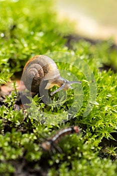 snail and moss leaf