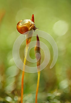 Snail on moss