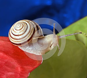 Snail moving on colorful leaf background. RGB concept