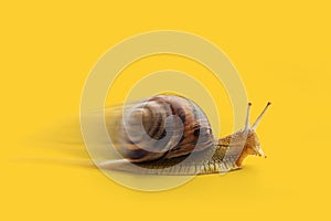 Snail moving fast on yellow background with copy space