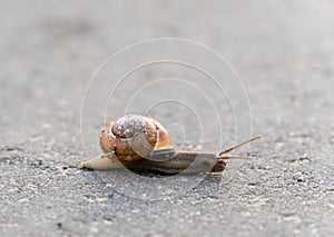 Snail moving over the street - gastropods