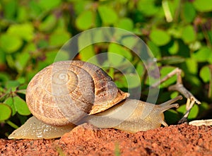Snail moving on a rock