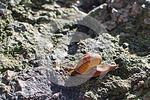 Snail moving on the stone