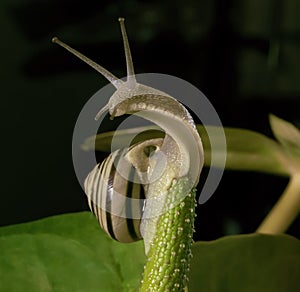 Snail moving up on green flower at background. Motivation concept