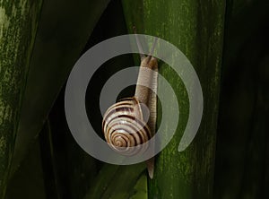 Snail moving up on green leaf background. Motivation concept