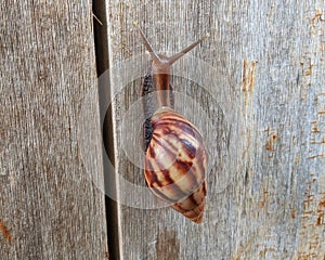 Snail mucus contains beta agglutinin which functions as an antibody that can fight bacteria that contaminate the wound.