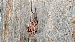 Snail mucus contains beta agglutinin which functions as an antibody that can fight bacteria that contaminate the wound.