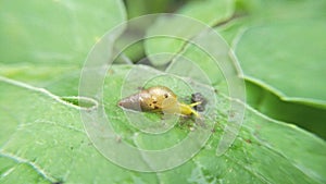 Snail Muller gliding on the wet leaves. Large white mollusk snails with brown striped shell, crawling on vegetables. Helix pomatia