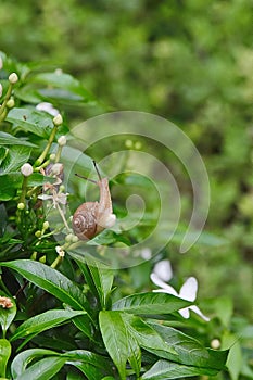 Snail Muller gliding on the wet leaves.