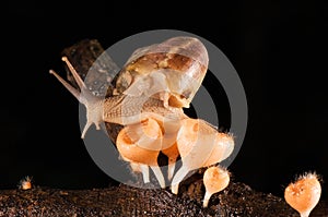 Snail and mushroom