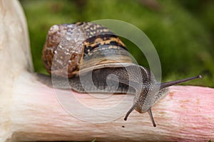 Caracol a champinón 