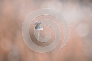 Snail, mushroom, insect, macro, nature,