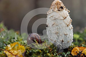 Snail and mushroom toadstool close-up in the forest