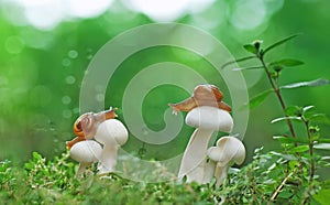 Snail,mushrooms,grass photo