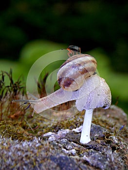 Snail on mushrooms