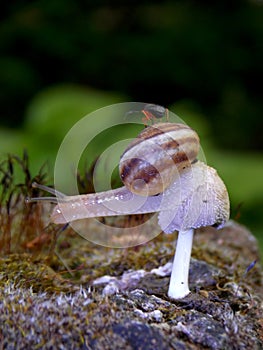 Snail on mushrooms