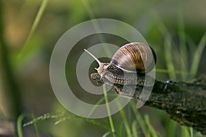 Snail in the natural environment