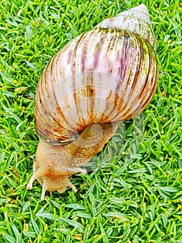 snail, the nature, animal planet