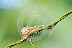 A snail on nature background