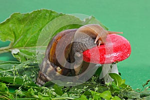 Snail near mushroom