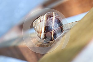 Snail on the newel