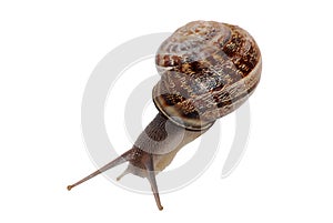 Snail number 1