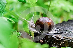 A snail on an old tree stump after a rain on the background with bokeh effect.