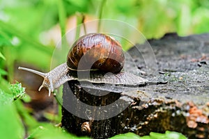 A snail on an old tree stump after a rain on the background with bokeh effect.