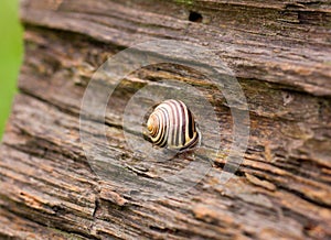 Snail on old wood