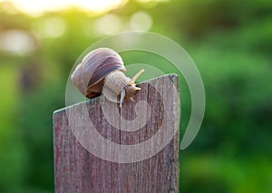 Snail on old Wooden Fence