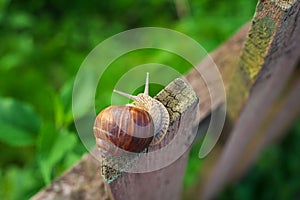 Snail on old Wooden Fence and the green grass.