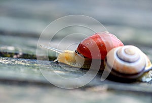 snail on old wooden surface