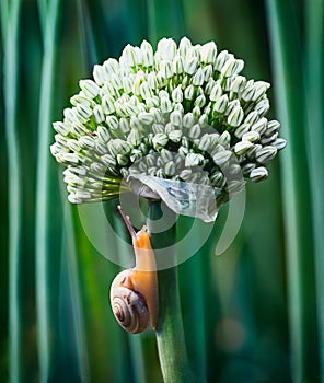 Snail and onion flower