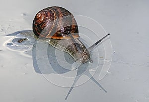 Snail reflection on a wet surface photo