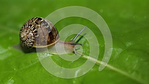 snail over lettuce leaf