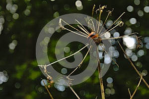 Snail on an overblown flower.